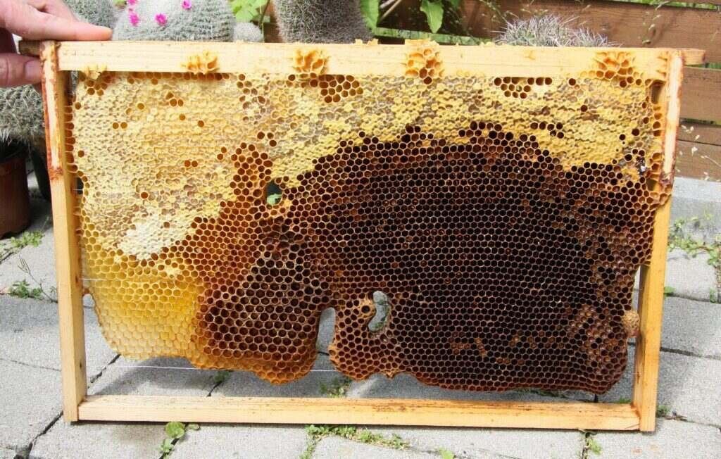 Photo of a brood frame drawn by the bees without foundation, with natural comb holding brood and honey