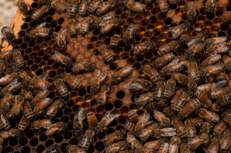 Close-up photo of honey bees covering a brood frame with capped brood and cells of stored pollen