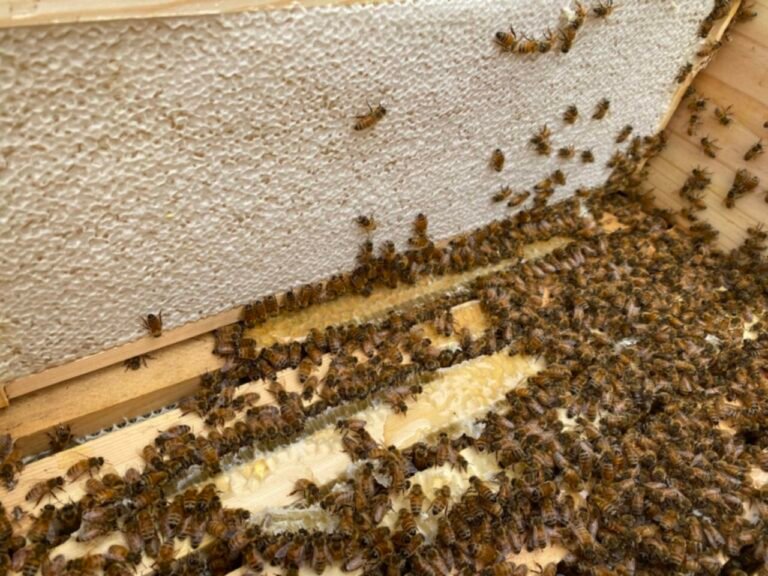 Photo of a frame of fully capped honey in a Langstroth hive box, with honey bees crowding the top bars