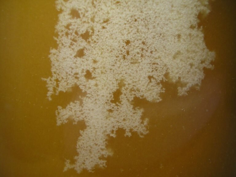 Macro photo of white, branching glucose crystals forming inside clear golden liquid honey as it begins to granulate
