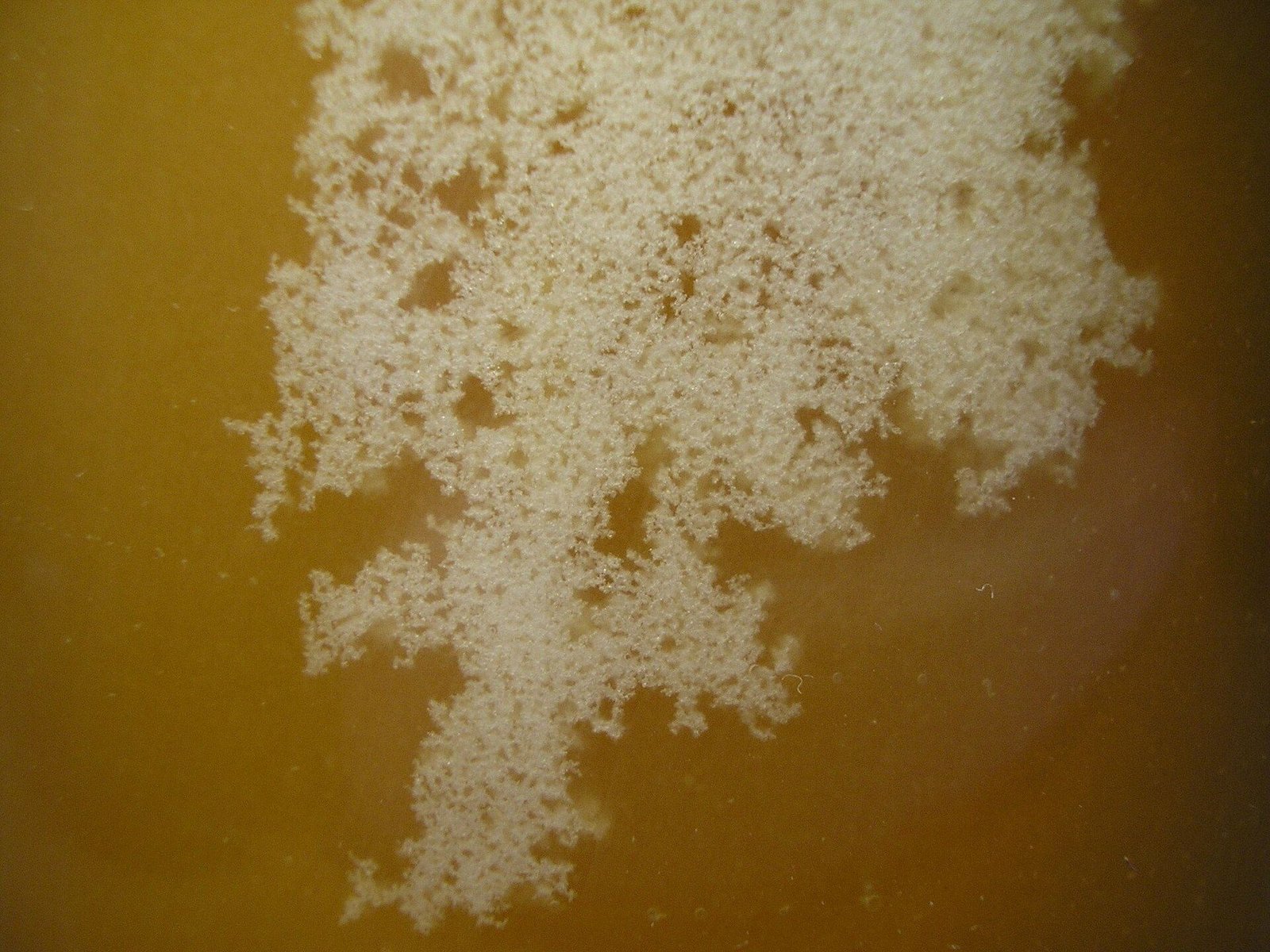 Macro photo of white, branching glucose crystals forming inside clear golden liquid honey as it begins to granulate