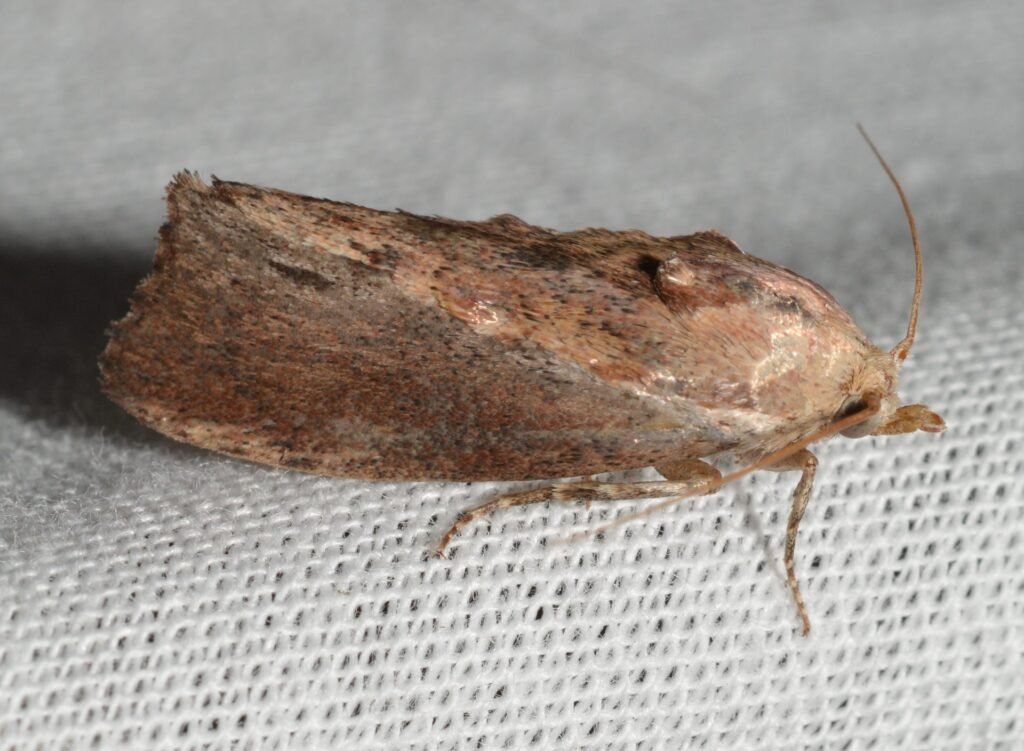 Macro photo of an adult greater wax moth, Galleria mellonella, resting with its brown wings folded flat
