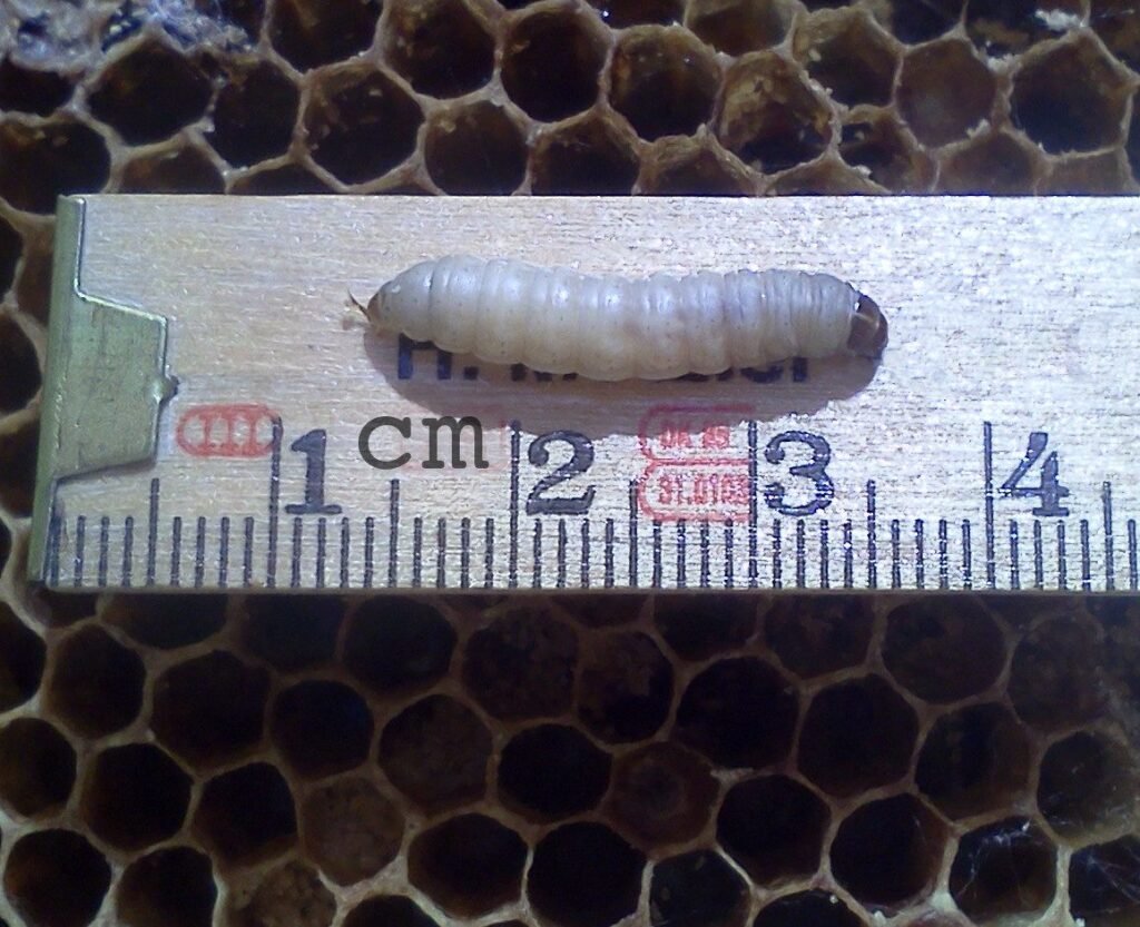 Photo of a greater wax moth larva lying on a centimeter ruler placed across empty brood comb