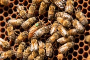 Photo of a honey bee queen with a green paint dot on her thorax surrounded by workers on a brood frame