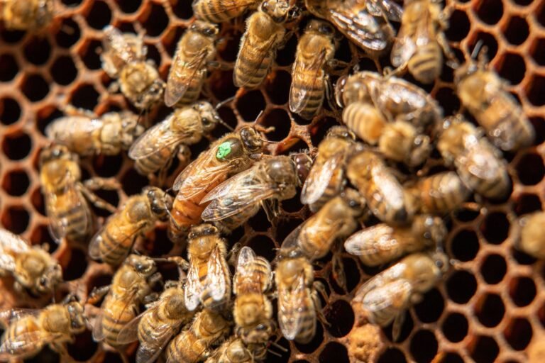 Photo of a honey bee queen with a green paint dot on her thorax surrounded by workers on a brood frame