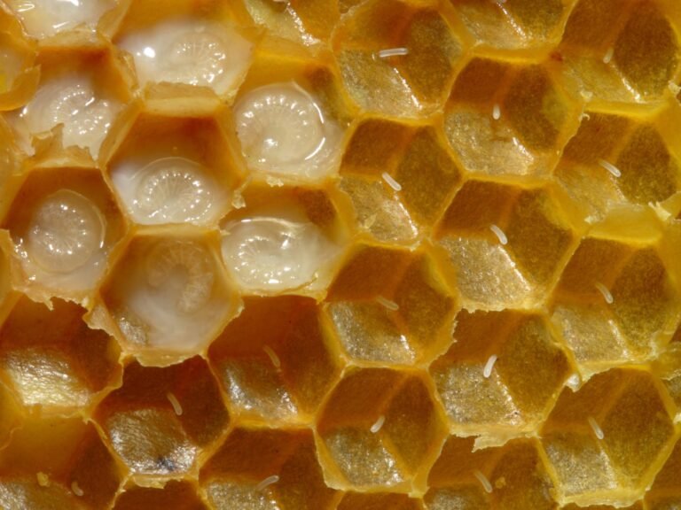 Close-up photo of healthy, glossy pearly-white honey bee larvae curled in a C-shape at the bottom of open cells