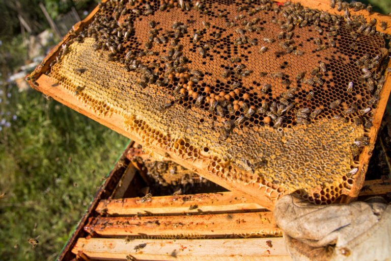 Close-up of honeycomb frame heavily loaded with capped honey and bees