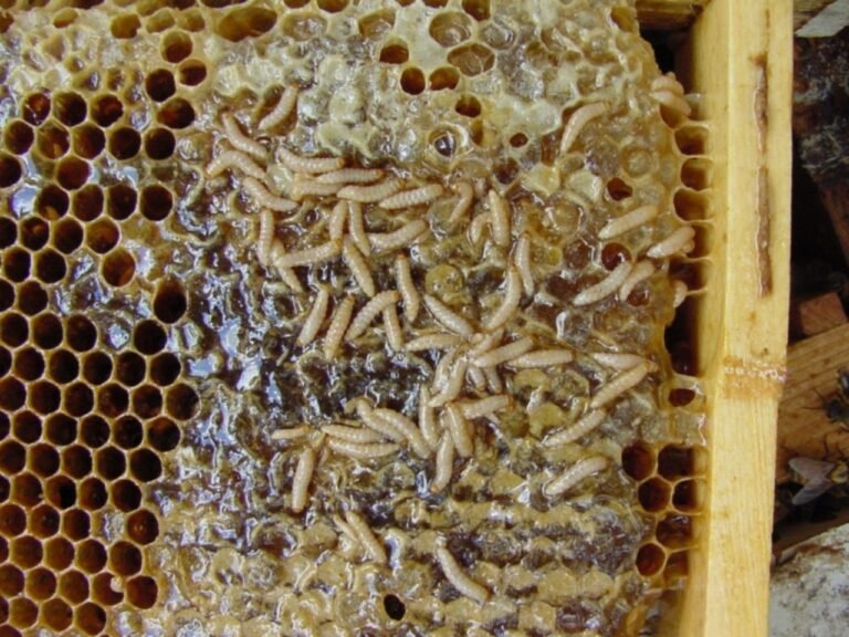 Photo of small hive beetle larvae crawling over slimed, fermenting honeycomb on a hive frame