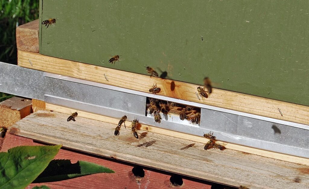 Photo of a metal entrance reducer narrowing a hive entrance to a small gap, with honey bees going in and out