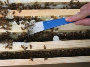 Photo of a blue hive tool scraping burr comb and wax off the top bars of frames in an open hive