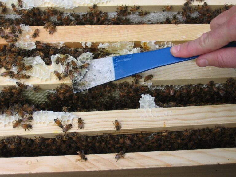 Photo of a blue hive tool scraping white burr comb off wooden frame top bars while honey bees work below