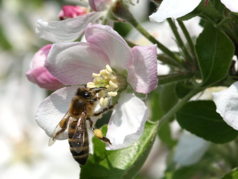 Close-up photo of a honey bee with a pollen load on its hind leg working the stamens of an apple blossom