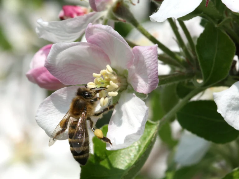 Close-up photo of a honey bee with a pollen load on its hind leg working the stamens of an apple blossom