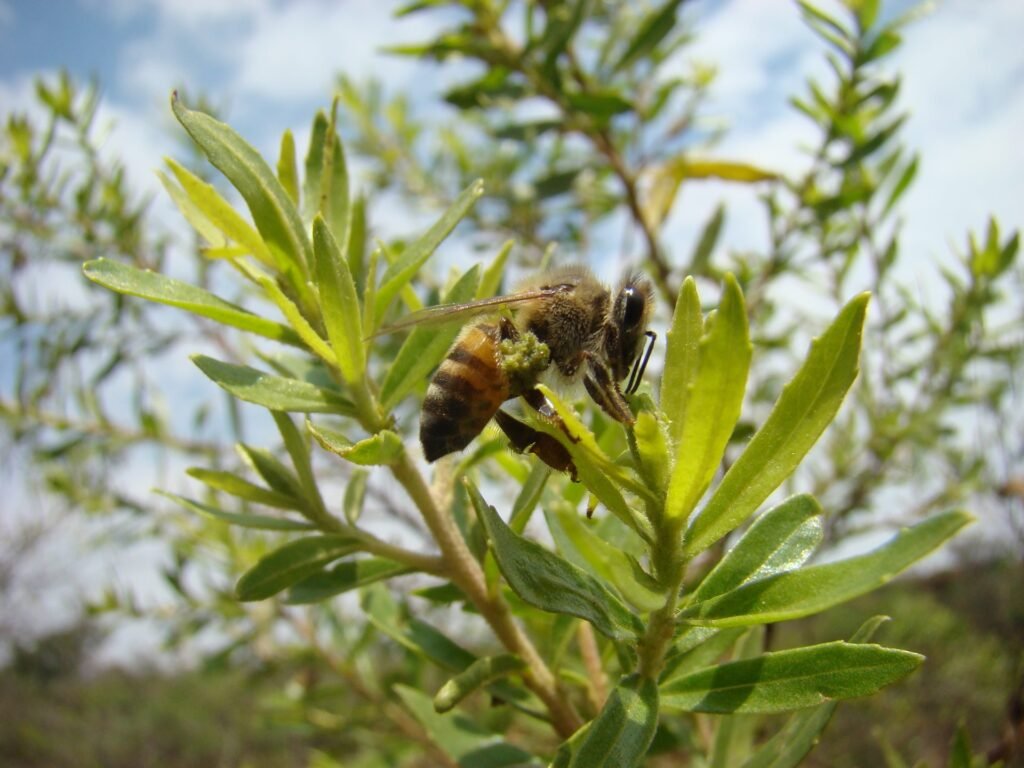 Photo of a honey bee collecting plant resin for propolis from the leaves of a Baccharis shrub in Brazil
