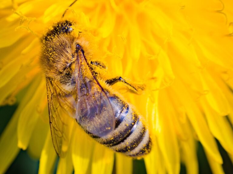 Close-up photo of a honey bee dusted with pollen while foraging on a bright yellow dandelion flower