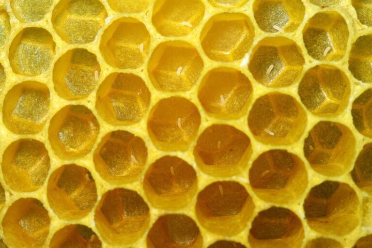Close-up photo of wax comb cells with single white honey bee eggs standing at the bottom of the cells