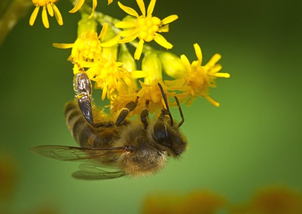 Photo of a honey bee hanging beneath yellow goldenrod flowers while collecting nectar