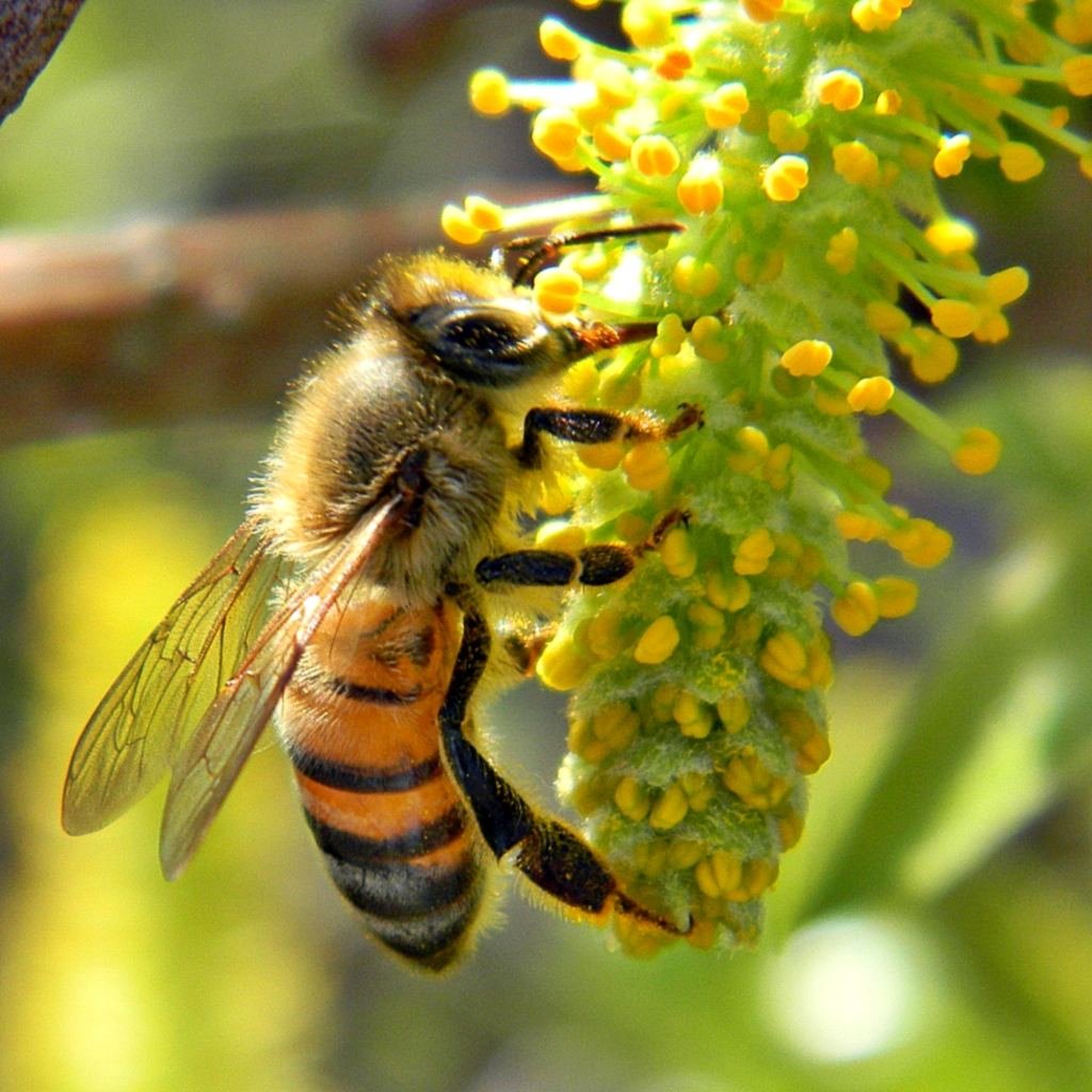 Close-up photo of a honey bee gathering pollen from a yellow willow catkin in early spring
