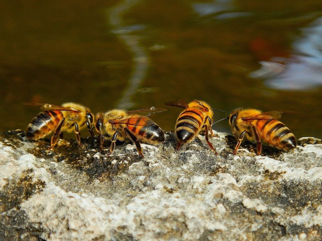 Photo of four honey bees lined up on the wet stone edge of a fountain, drinking water on a warm day
