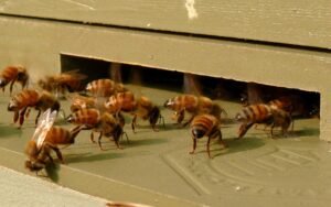 Photo of Italian honey bee workers gathered at a hive entrance, fanning their wings to ventilate and cool the hive