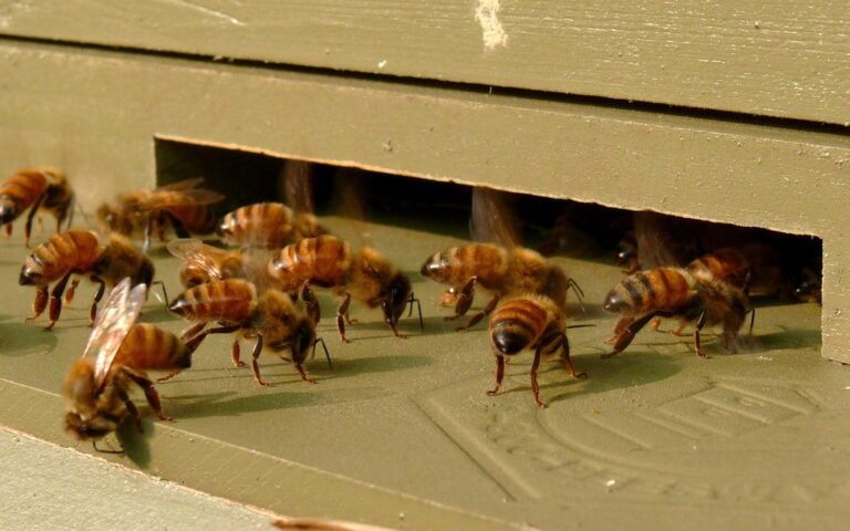 Photo of Italian honey bee workers gathered at a hive entrance, fanning their wings to ventilate and cool the hive