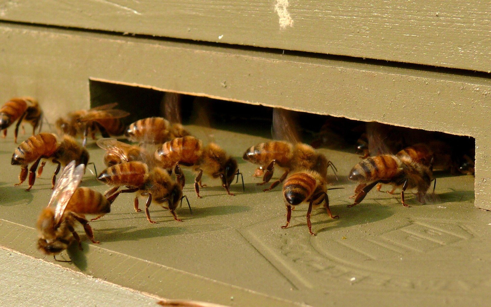 Photo of Italian honey bee workers gathered at a hive entrance, fanning their wings to ventilate and cool the hive