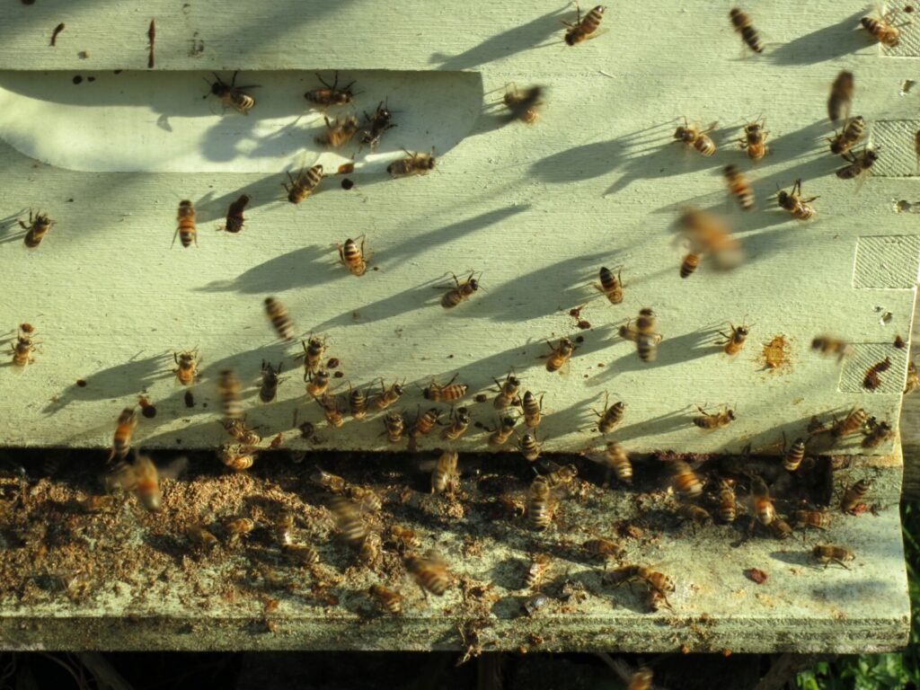 Photo of dozens of honey bees crawling on the pale front of a hive and its landing board during a mild January afternoon
