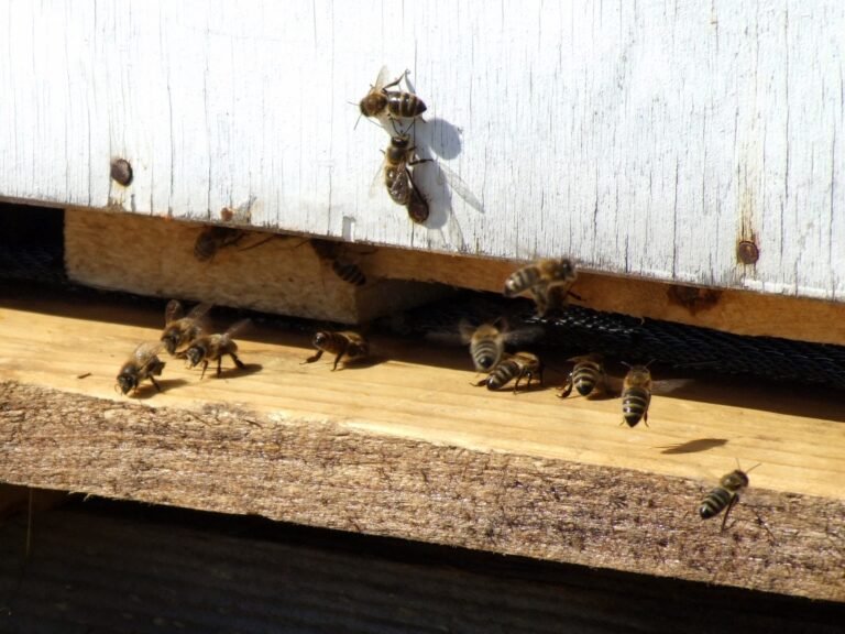 Photo of honey bees walking calmly on a wooden landing board at the entrance of a white beehive