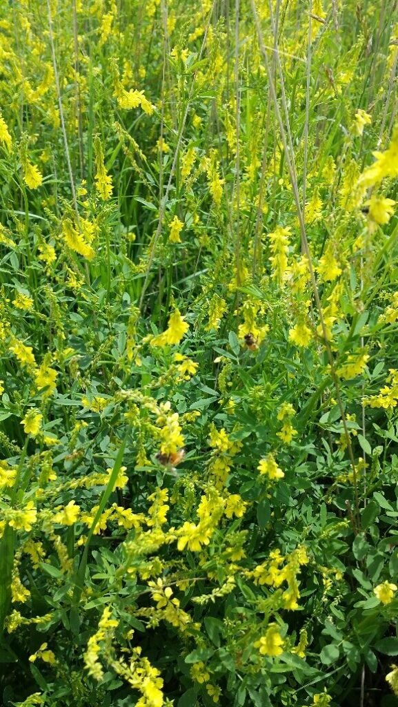 Photo of honey bees foraging on yellow sweet clover blooms in a field in northern South Dakota