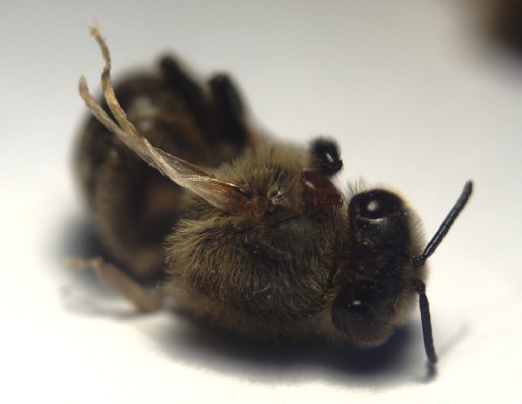 Honey bee showing Deformed Wing Virus symptoms with a Varroa destructor mite visible on its body