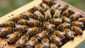 how long a hive can stay queenless