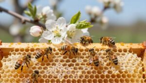 how much drawn comb boosts spring buildup