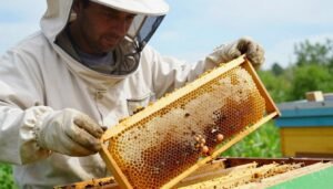 how to inspect brood for disease without missing eggs