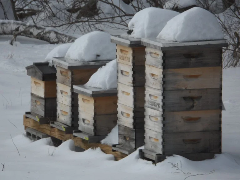 Photo of tall Langstroth beehives with snow piled on their outer covers during a Massachusetts winter