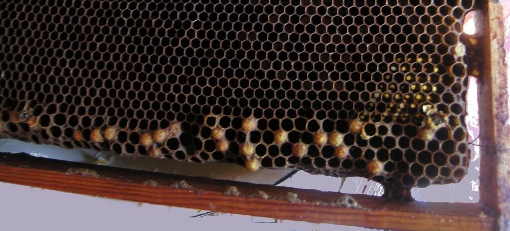 Photo of worker comb with raised drone cappings scattered along its lower cells and no worker brood, a laying worker pattern