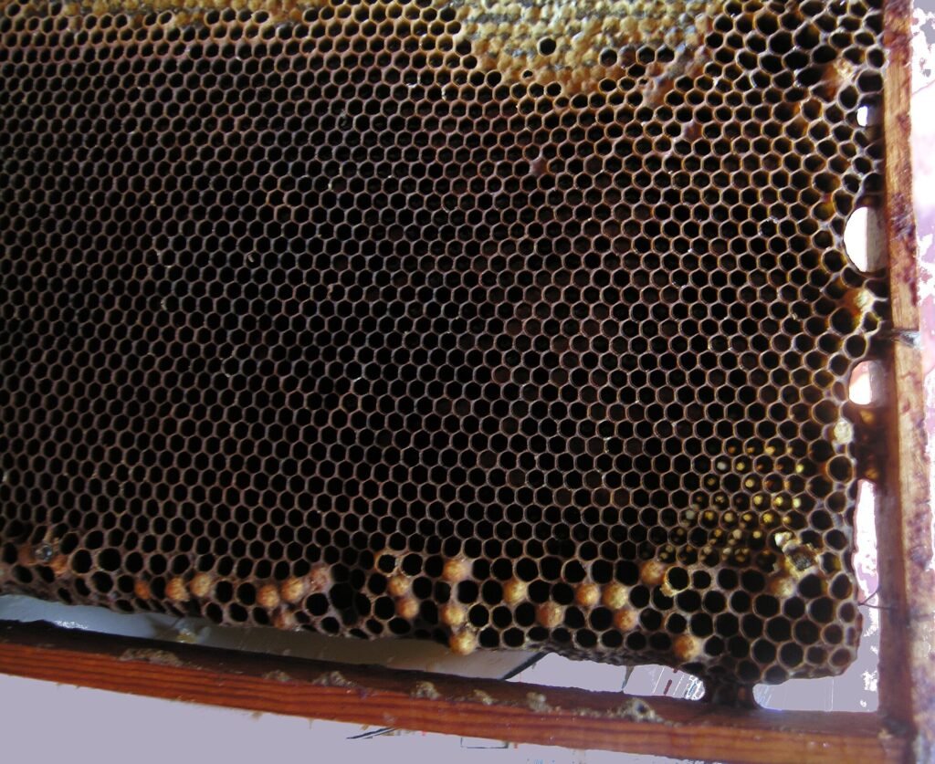 Photo of dark worker comb with scattered raised drone cappings laid by laying workers along the lower cells
