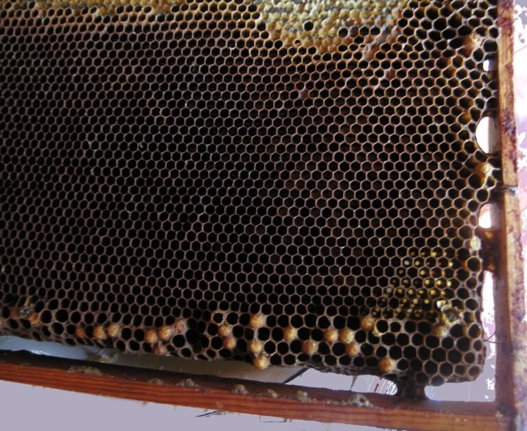 Photo of dark worker comb with scattered raised drone cappings laid by laying workers along the lower cells