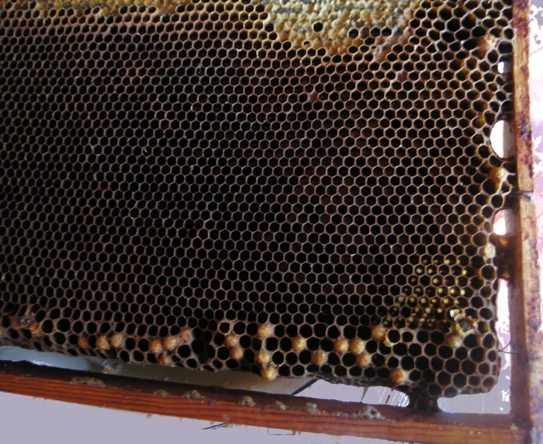 Photo of dark worker comb with scattered raised drone cappings laid by laying workers along the lower cells