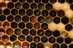 Close-up photo of dark comb cells holding several honey bee eggs each, many lying against the cell walls