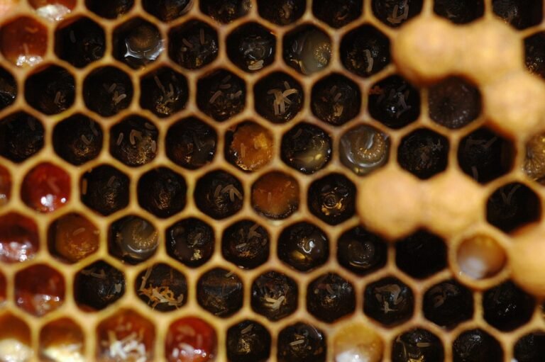 Close-up photo of dark comb cells holding several honey bee eggs each, many lying against the cell walls