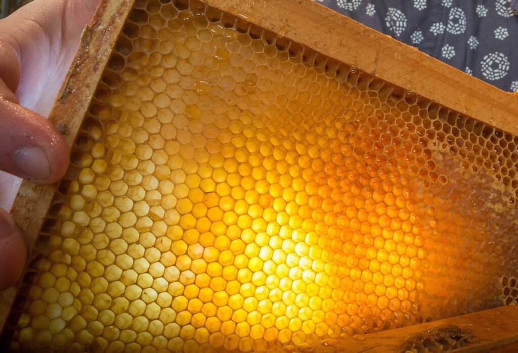 Photo of a hand holding a frame of pale honey comb up to the light, with sunlight glowing through the cells