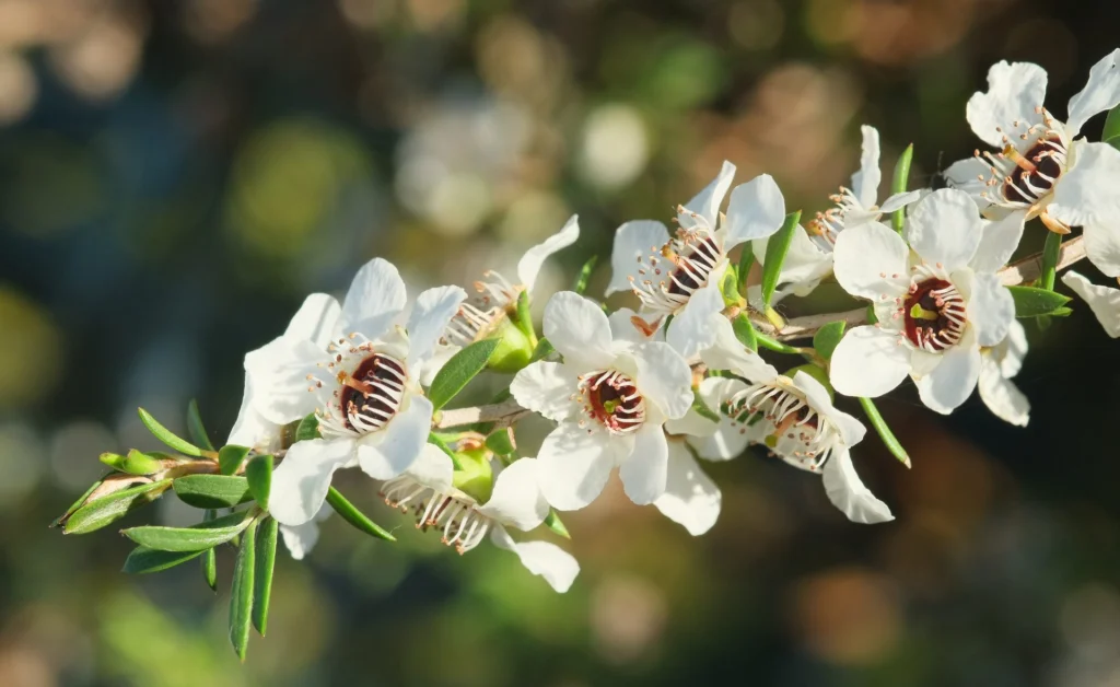 Photo of white manuka (Leptospermum scoparium) flowers along a twig, the nectar source of manuka honey