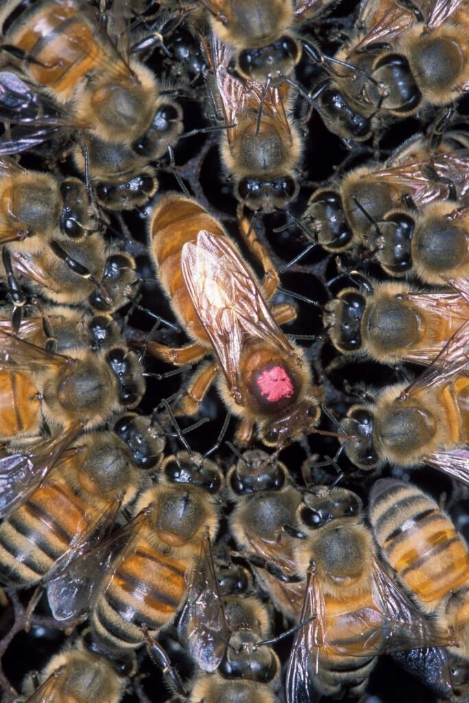 Photo of a honey bee queen marked with a red numbered disc on her thorax, surrounded by worker bees