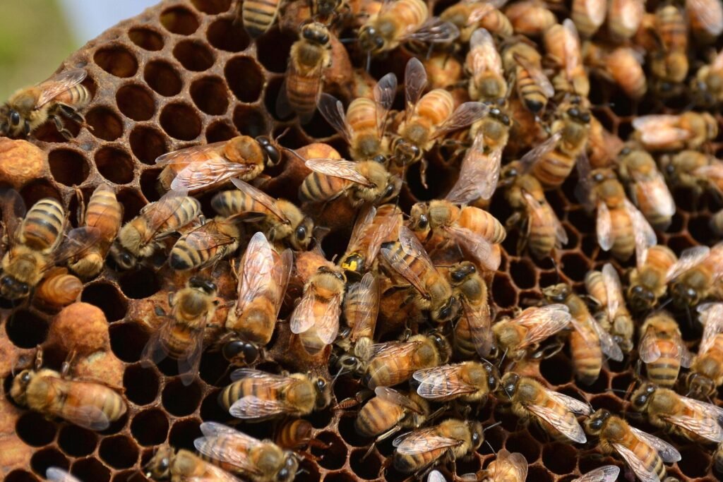 Photo of a honey bee queen marked with a yellow dot on her thorax, surrounded by worker bees on brood comb