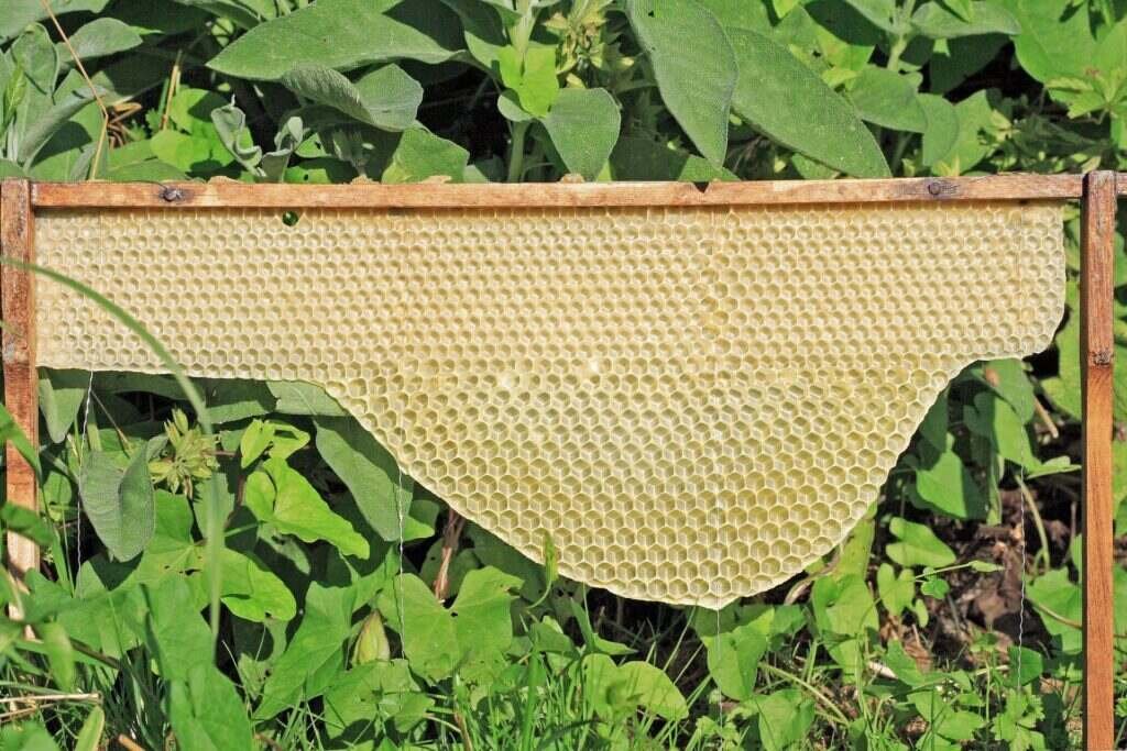 Photo of fresh white comb being drawn down from the top bar of an empty frame with no foundation