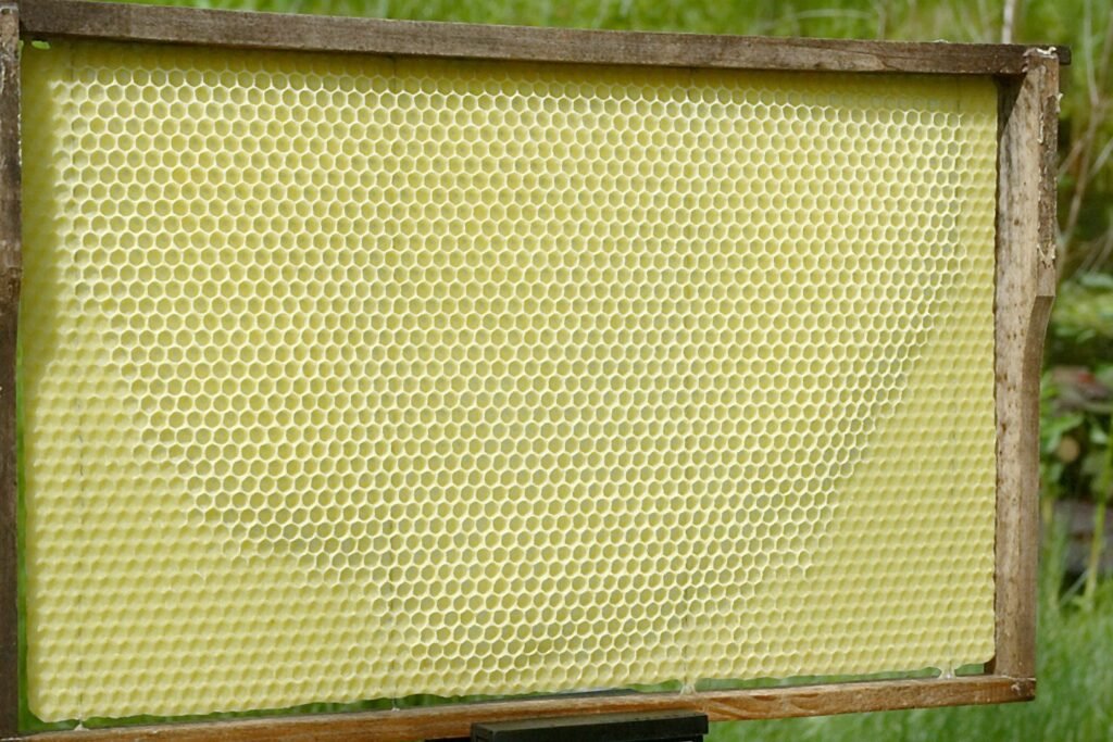Photo of a wooden frame of wax foundation with the first new comb cells drawn out near the middle of the sheet