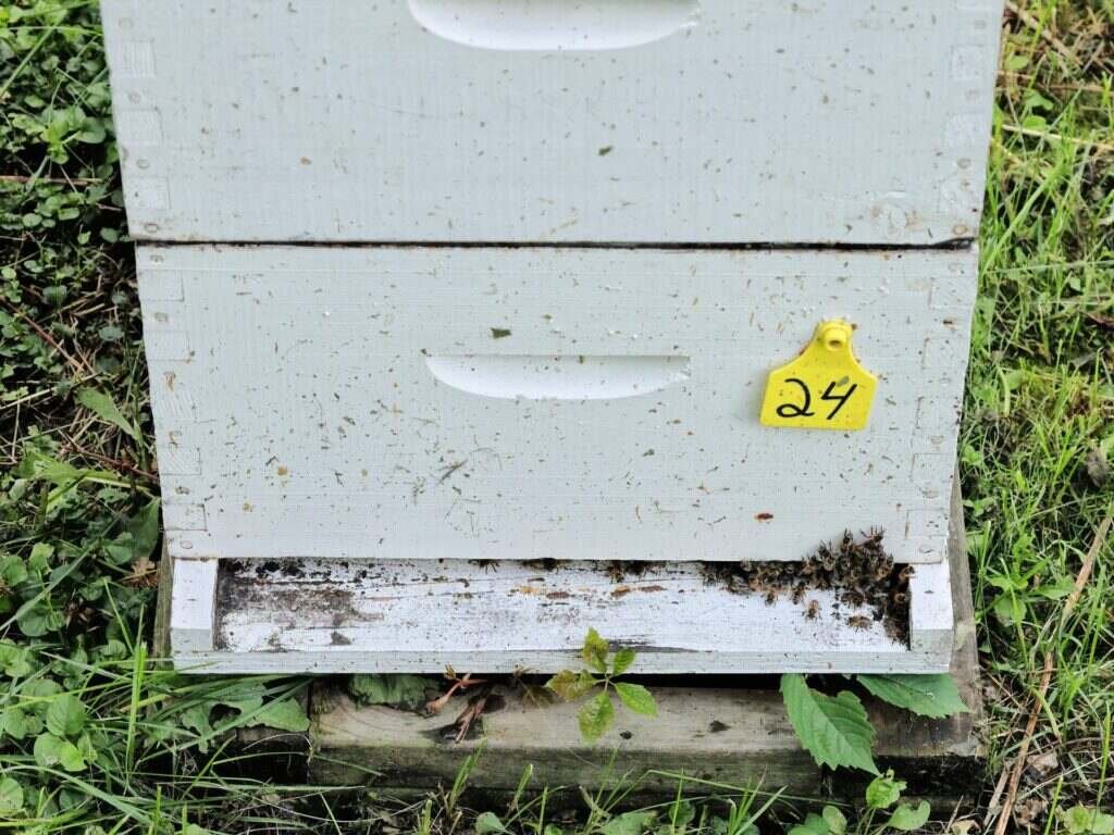 Photo of a white Langstroth beehive with a yellow numbered tag fixed to the side of the brood box
