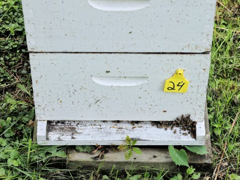 Photo of a white Langstroth beehive with a yellow numbered tag fixed to the side of the brood box