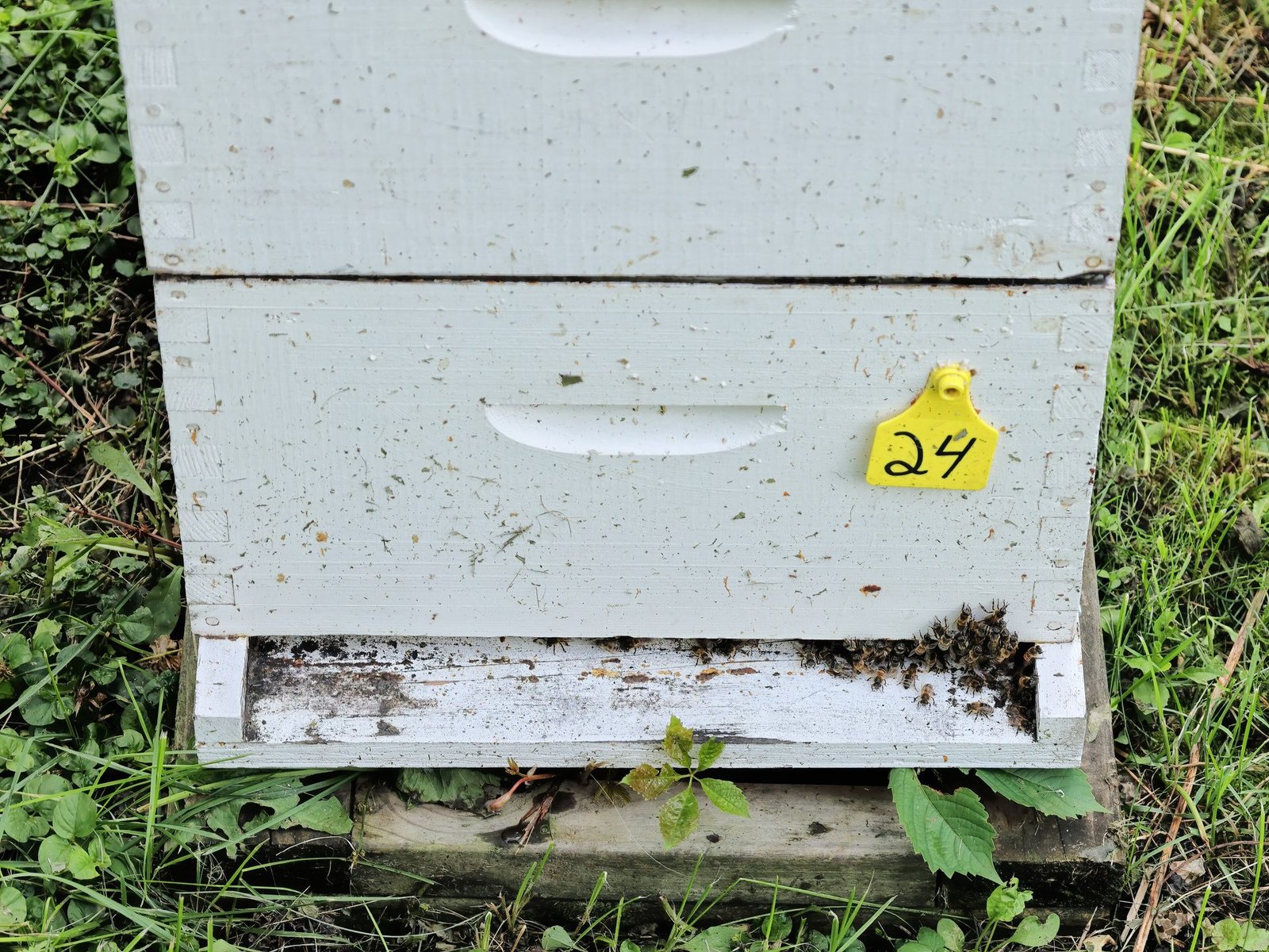 Photo of a white Langstroth beehive with a yellow numbered tag fixed to the side of the brood box