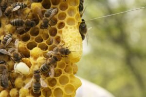 Close-up photo of an uncapped queen cell built on the edge of a comb, with worker honey bees around it
